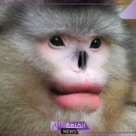 تفسير حلم القرد الصغير في المنام ورمزه لكبار العلماء