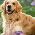 تفسير حلم رؤية الكلب البني في المنام ومطاردته لابن سيرين