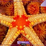 ما هي أكبر مجموعة من اللافقاريات.. أسماء حيوانات لا فقارية
