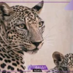 احتفالًا باليوم العالمي لـ النمر العربي… إطلاق مبادرات وفعاليات جديدة في السعودية