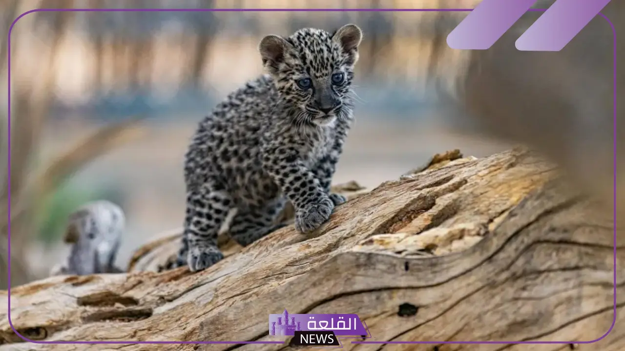 احتفالًا باليوم العالمي لـ النمر العربي… إطلاق مبادرات وفعاليات جديدة في السعودية 5 إطلاق مبادرات للاحتفال بالنمر العربي