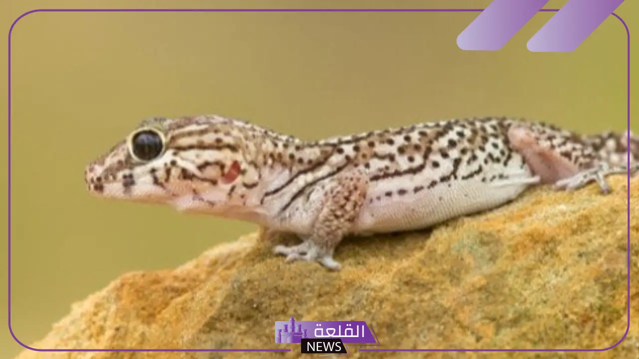 رمز الوزغ في المنام للمتزوجة والعزباء والحامل لابن سيرين 5 تفسير رؤية الوزغ في المنام لابن سيرين ودلالاته المختلفة