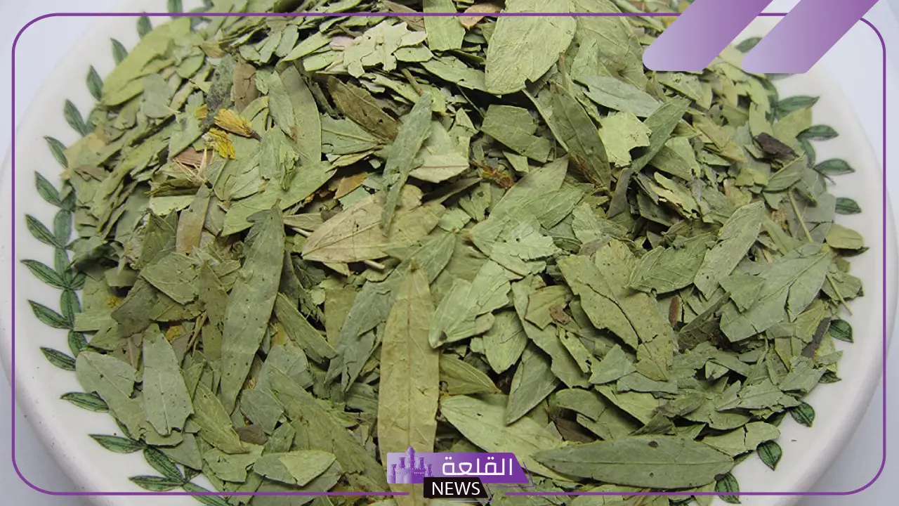 تجربتي مع السنامكي للتنحيف والتخلص من الدهون 6 السنامكي والتنحيف