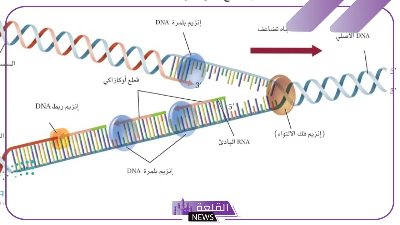 يمثل التركيب rr طرازًا جينيًّا غير نقيًا.. طالع التفاصيل 5 rr بين الوراثة والتعبير الجيني