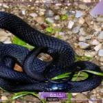 تفسير حلم ثعبان اسود في المنام يحاول لدغي لابن سيرين