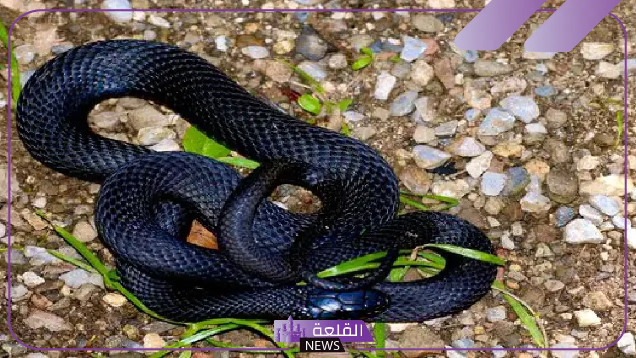 تفسير حلم ثعبان اسود في المنام يحاول لدغي لابن سيرين