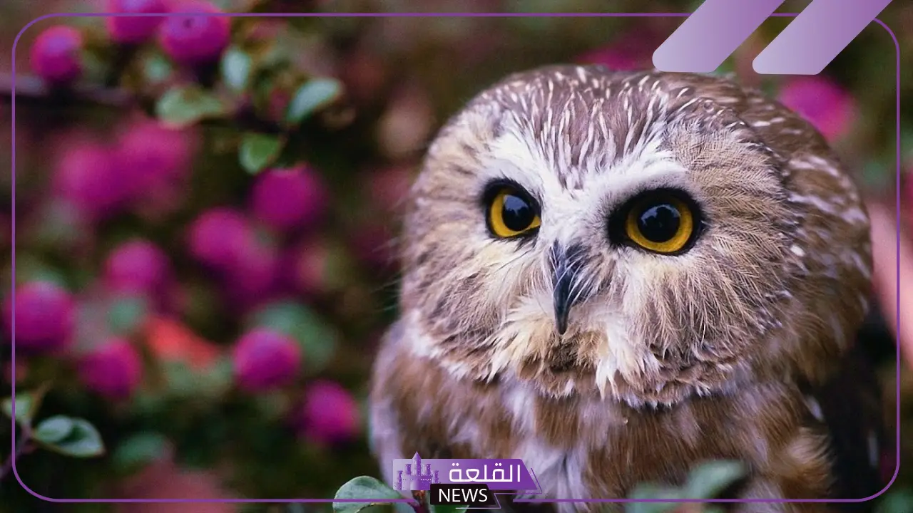 تفسير حلم البومة في المنام للعزباء لابن سيرين 5 حلم البومة في المنام للعزباء لابن سيرين