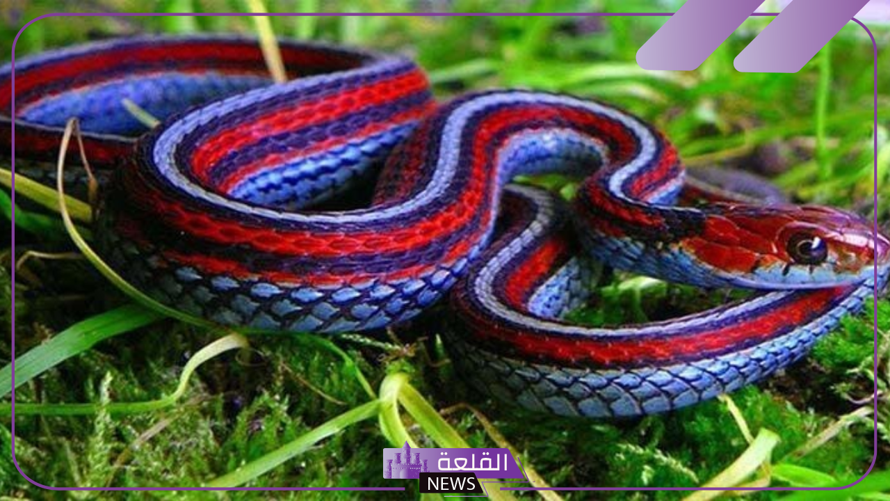 تفسير حلم الثعابين الملونة في المنام ورمزها لابن سيرين 5 دلائل حلم الثعابين الملونة