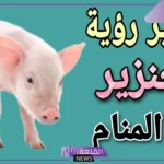تفسير حلم الخنزير في المنام ورمزه لكبار العلماء والمفسرين
