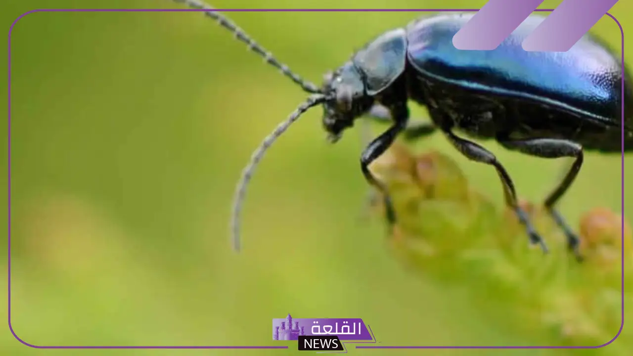 تفسير حلم الخنفساء السوداء في المنام ورموزها لابن سيرين 6 حلم الخنفساء السوداء في المنام لابن سيرين