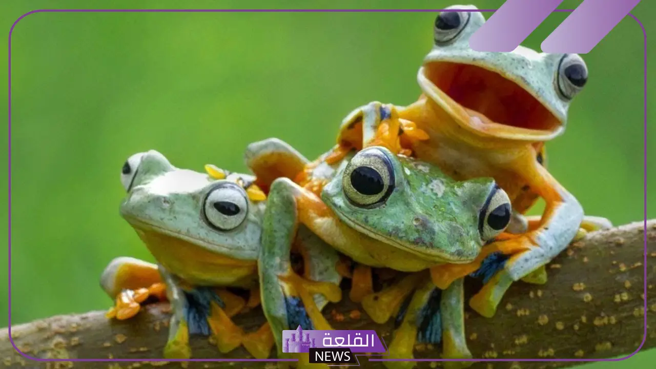 تفسير حلم الضفدع في البيت ورؤيته للعزباء والمتزوجة لابن سيرين 5 تفسير حلم الضفدع في البيت ورؤيته لابن سيرين