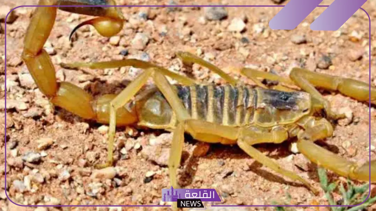 تفسير حلم العقارب في البيت والهروب منها لابن سيرين 5 حلم العقارب في البيت لابن سيرين
