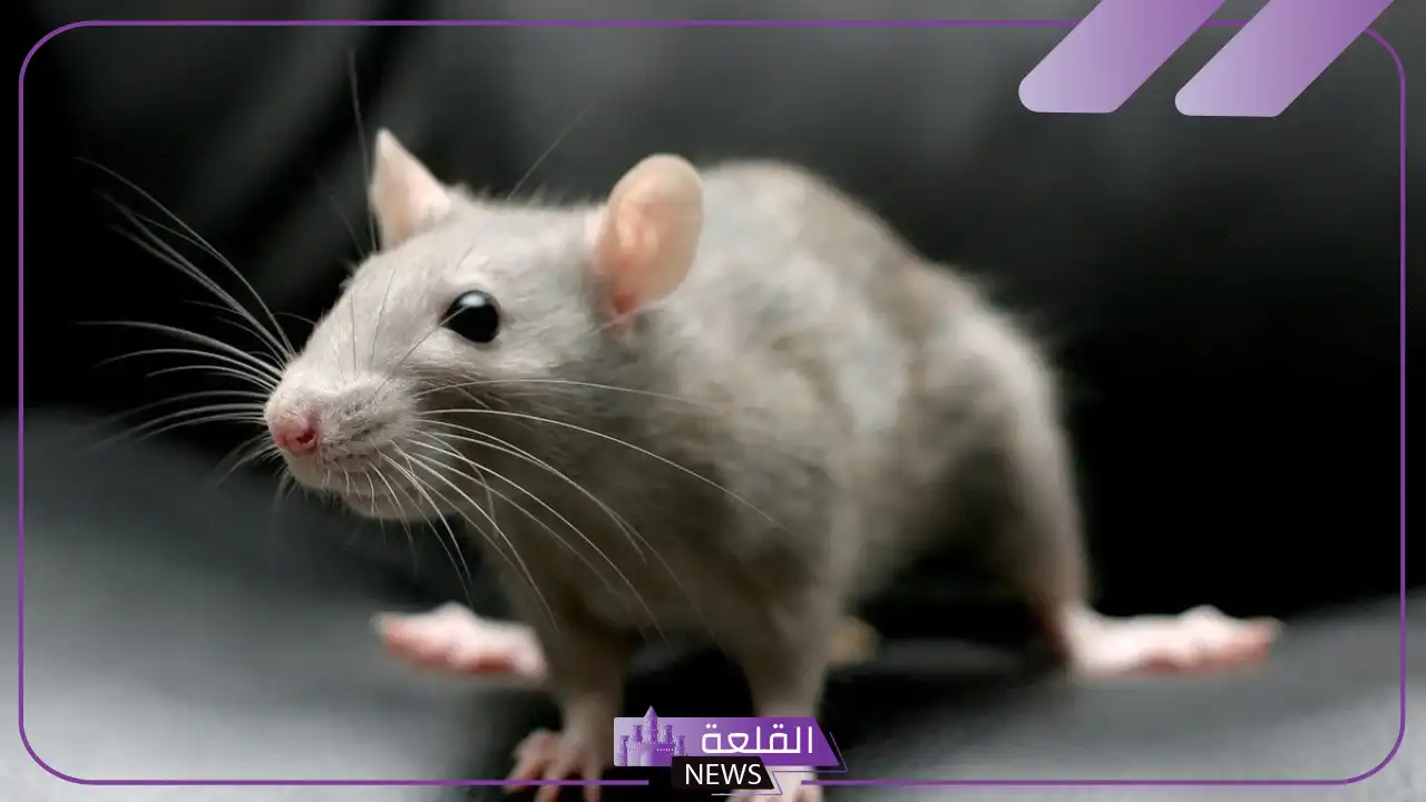 تفسير حلم الفار الصغير في المنام لكبار المفسرين 5 دلالات الفأر في المنام