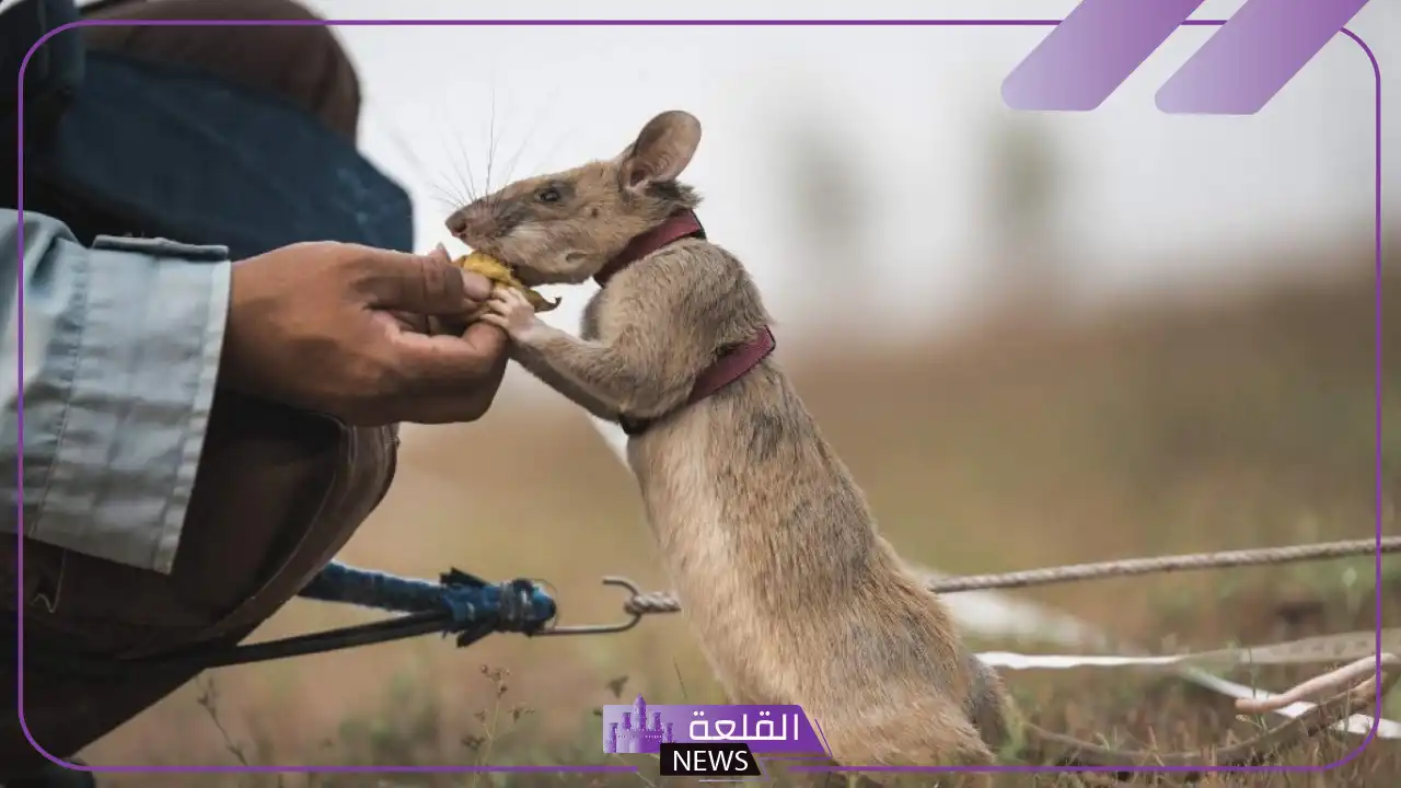 تفسير حلم الفار الصغير في المنام لكبار المفسرين 1 رمز الفأر في الحلم