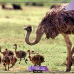 تفسير حلم النعامة في المنام ورؤيتها لابن سيرين