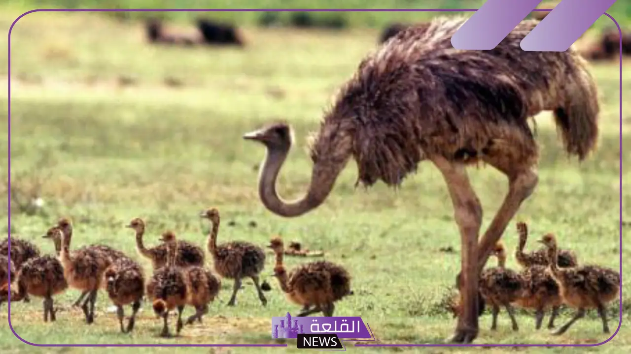 تفسير حلم النعامة في المنام ورؤيتها لابن سيرين