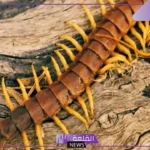 تفسير حلم ام اربعه واربعين تمشي على جسمي في المنام لابن سيرين