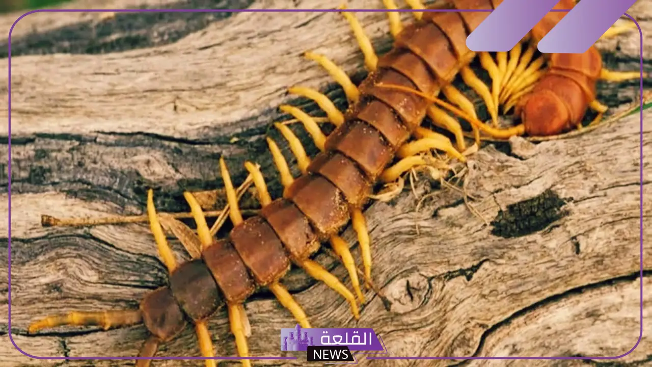 تفسير حلم ام اربعه واربعين تمشي على جسمي في المنام لابن سيرين 1 تفسير حلم ام اربعه واربعين تمشي على جسمي في المنام لابن سيرين