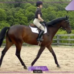تفسير حلم ركوب الخيل للمتزوجه في المنام لابن سيرين والنابلسي