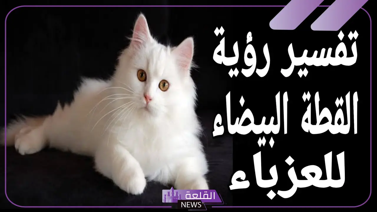 تفسير حلم قطة بيضاء تلاحقني في المنام للمتزوجة والعزباء لابن سيرين 6 تفسير حلم قطة بيضاء تلاحقني لابن سيرين