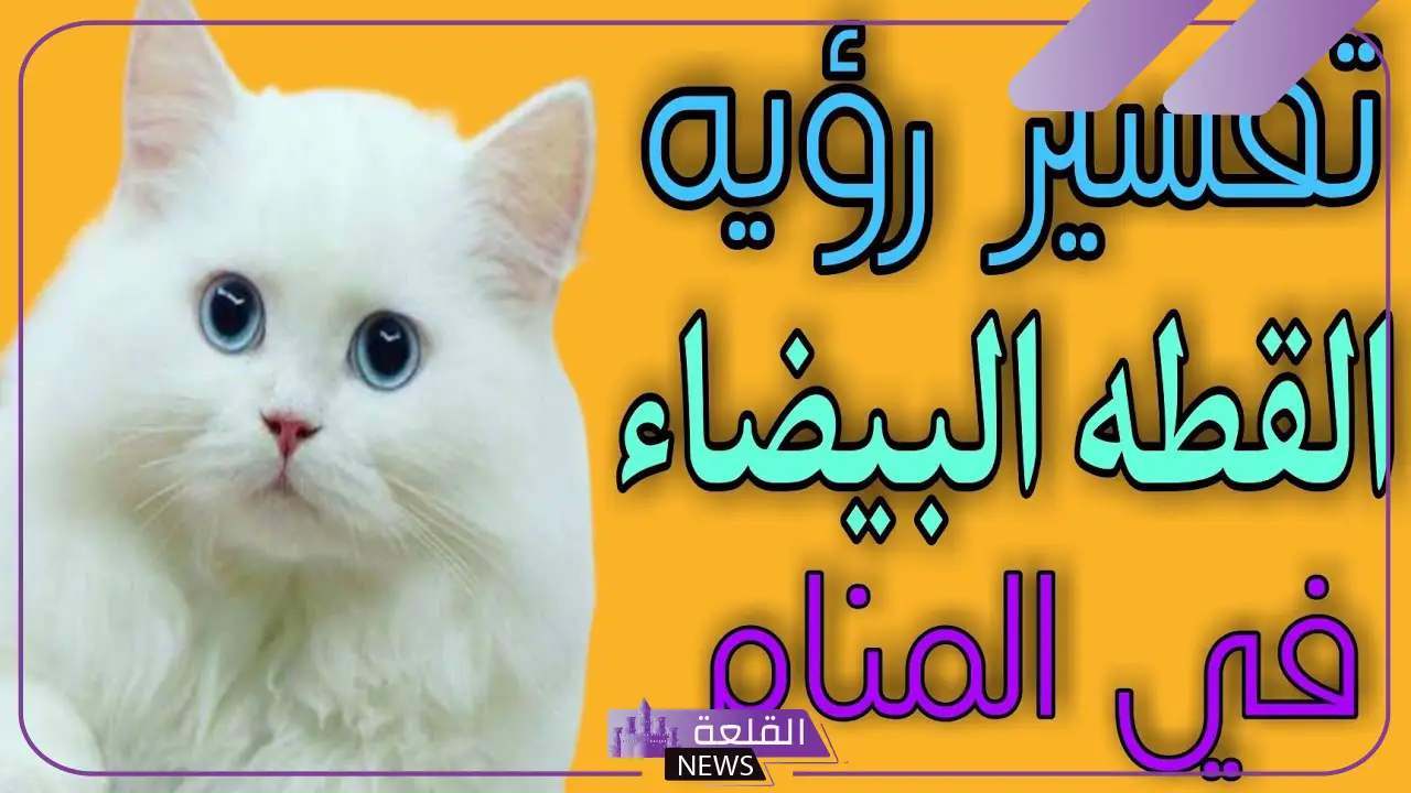 تفسير حلم قطة بيضاء تلاحقني في المنام للمتزوجة والعزباء لابن سيرين 5 تفسير رؤية قطة بيضاء تلاحقني في المنام