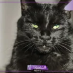 تفسير حلم قطة سوداء تهاجمني في المنام لابن سيرين