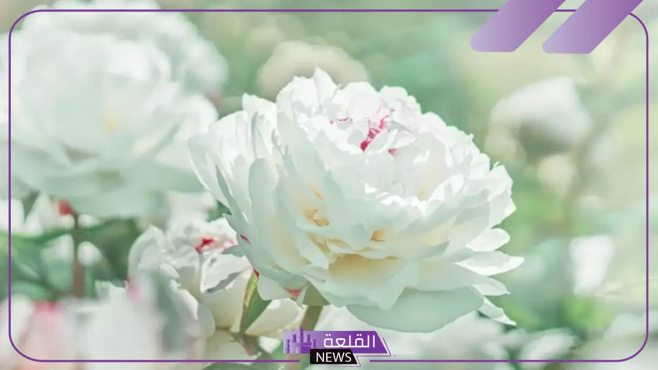 تفسير حلم ورد ابيض ورائحة عطره لابن سيرين والنابلسي 6 حلم ورد ابيض ورائحة عطره لابن سيرين