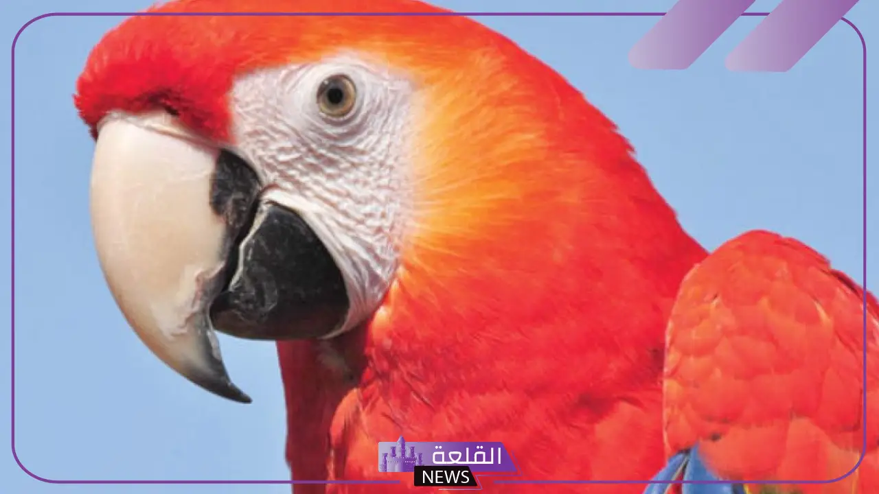 تفسير حلم رؤية الببغاء في المنام للمرأة ورمزه لابن سيرين 5 رؤية الببغاء في المنام للعزباء