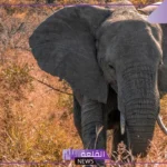 تفسير رؤية الفيل في المنام لابن سيرين للمرأة والرجل