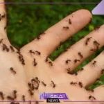 تفسير حلم نمل يمشي على جسمي في المنام للمرأة لابن سيرين