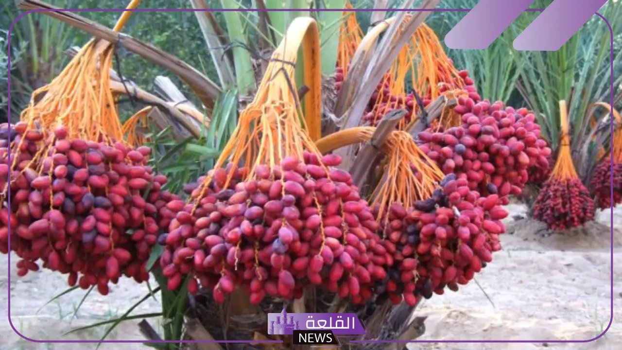تفسير حلم البلح في المنام ورمزه لابن سيرين والنابلسي