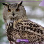 تفسير حلم البومة في المنام للعزباء لابن سيرين