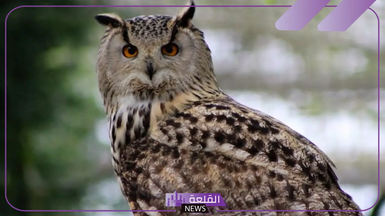 تفسير حلم البومة في المنام للعزباء لابن سيرين