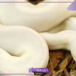 تفسير حلم الحية البيضاء في المنام ورمزها لكبار العلماء لابن سيرين