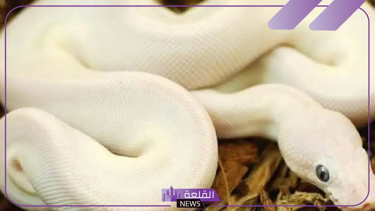 تفسير حلم الحية البيضاء في المنام ورمزها لكبار العلماء لابن سيرين