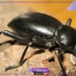 تفسير حلم الخنفساء السوداء في المنام ورموزها لابن سيرين