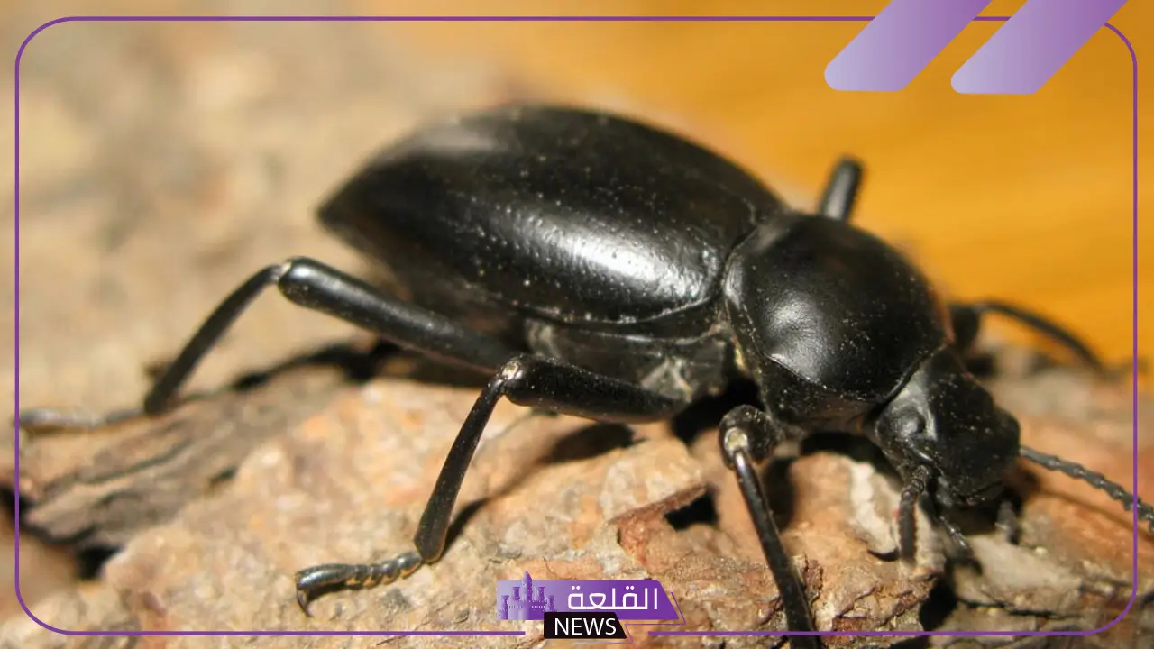 تفسير حلم الخنفساء السوداء في المنام ورموزها لابن سيرين
