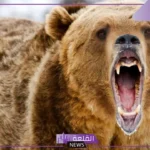 تفسير حلم دب يطاردني ويركض خلفي لابن سيرين