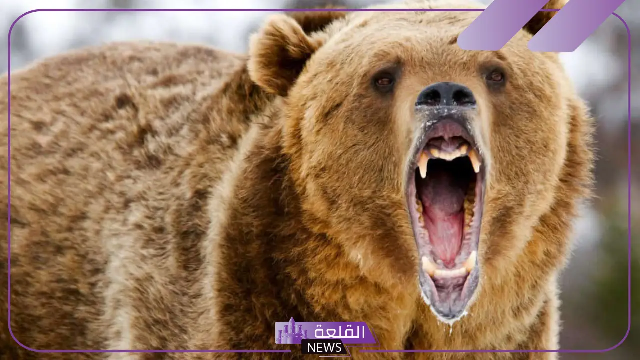 تفسير حلم دب يطاردني ويركض خلفي لابن سيرين 5 تفسير حلم دب يطاردني ويركض خلفي لابن سيرين
