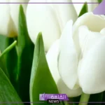 تفسير حلم الورد الابيض في المنام للمرأة لابن سيرين والنابلسي 