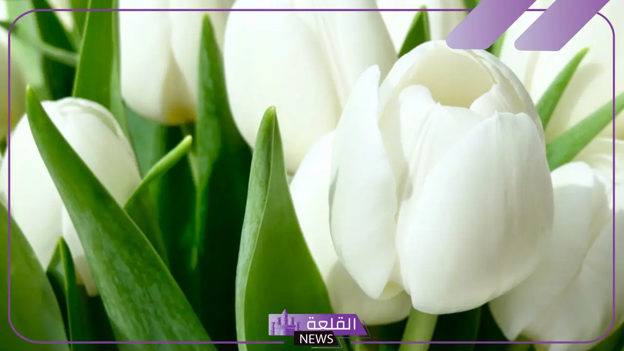 تفسير حلم الورد الابيض في المنام للمرأة لابن سيرين والنابلسي 