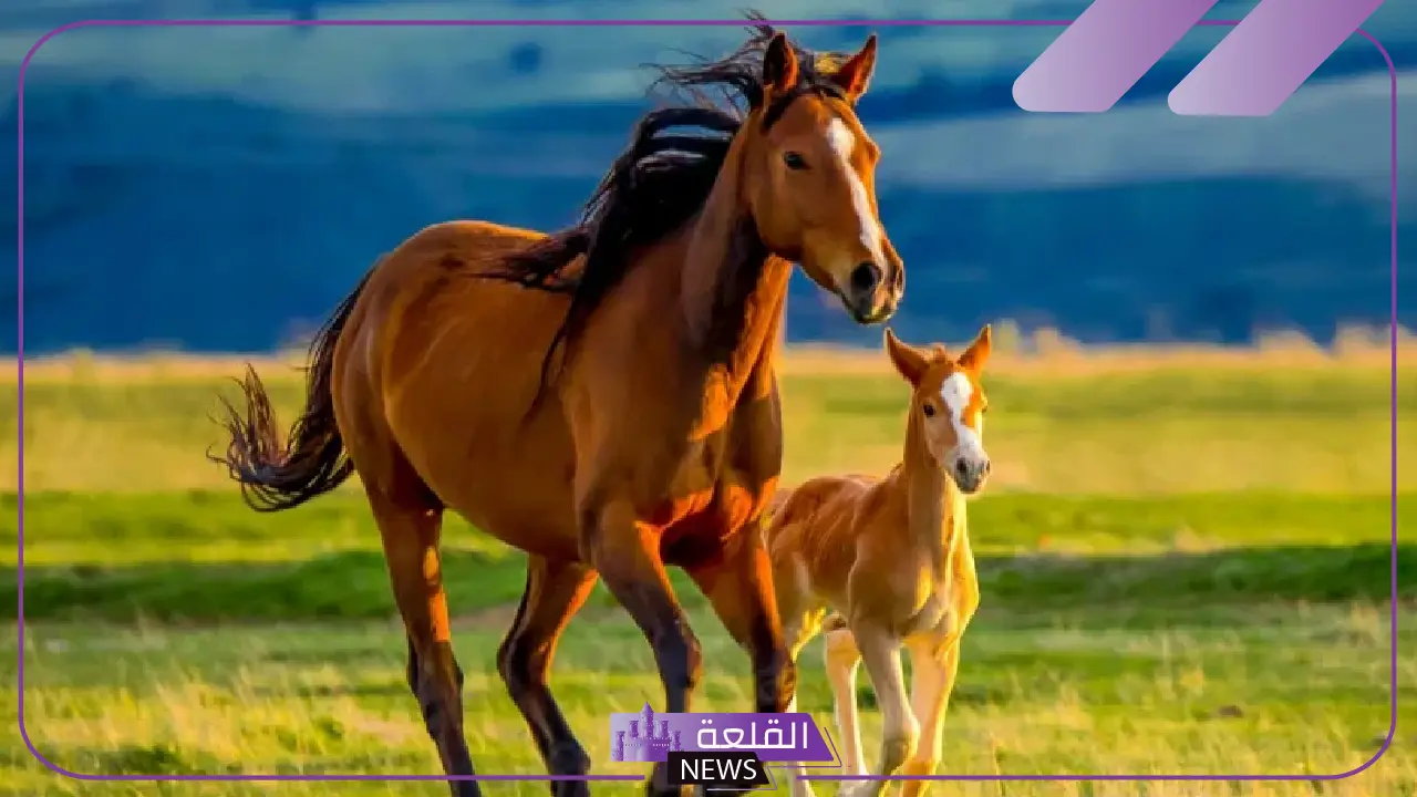 تفسير حلم الحصان في المنام للمرأة والرجل ورمز الخيول لابن سيرين