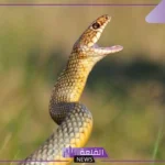 تفسير حلم رؤية الحنش في المنام للعزباء و للمتزوجة لابن سيرين