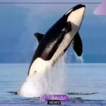 تفسير حلم رؤية الحوت في المنام للرجل والمرأة ورمزه لابن سيرين
