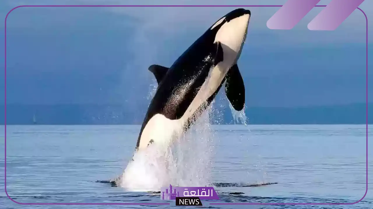 تفسير حلم رؤية الحوت في المنام للرجل والمرأة ورمزه لابن سيرين 9 تفسير حلم رؤية الحوت في المنام للرجل والمرأة ورمزه لابن سيرين