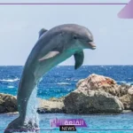 تفسير حلم رؤية الدلفين في المنام لابن سيرين والنابلسي