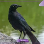 تفسير حلم رؤية الغراب في المنام للرجل والمرأة ورمزه لابن سيرين