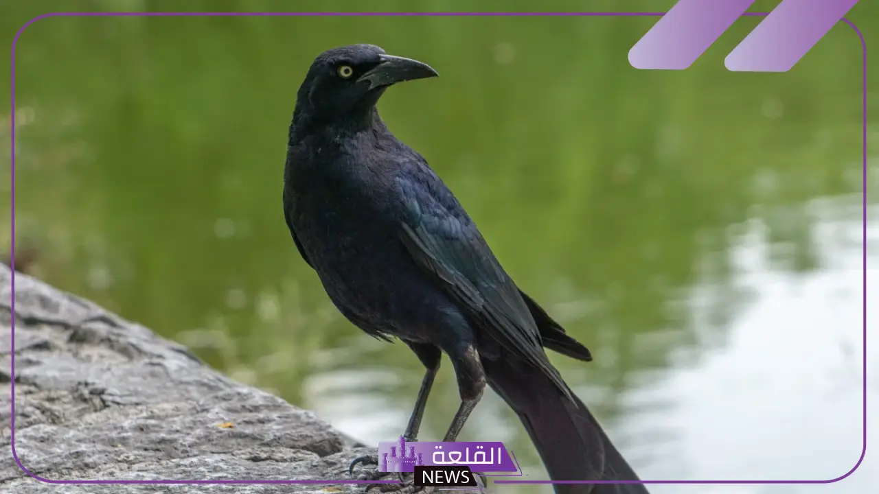 تفسير حلم رؤية الغراب في المنام للرجل والمرأة ورمزه لابن سيرين