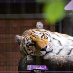 تفسير حلم رؤية النمر في المنام للمتزوجه والعزباء لابن سيرين 