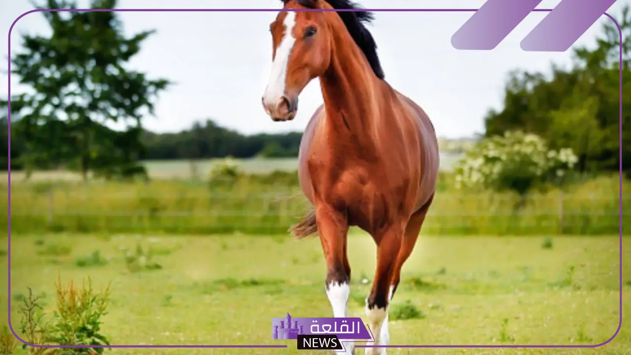 تفسير حلم ركوب الخيل للمتزوجه في المنام لابن سيرين والنابلسي 5 تفسير حلم الحصان المجهول لابن سيرين